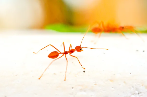 Bliska czerwonych mrówek — Zdjęcie stockowe