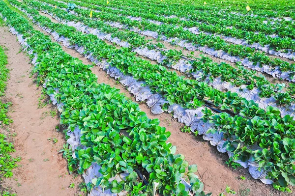 Strawberries farm — Stock Photo, Image