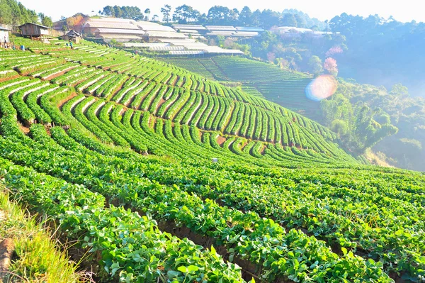 Quinta de morangos na montanha Doi Angkhang, Chiang Mai, Tailândia — Fotografia de Stock