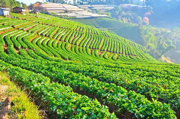 Beautiful landscape and fresh strawberries farm at doi angkhang — Stock Photo, Image