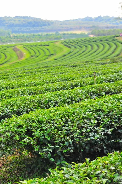 Teeplantage im Norden Thailands — Stockfoto