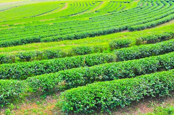 Landskap av grönt te fältet i norra thailand. — Stockfoto