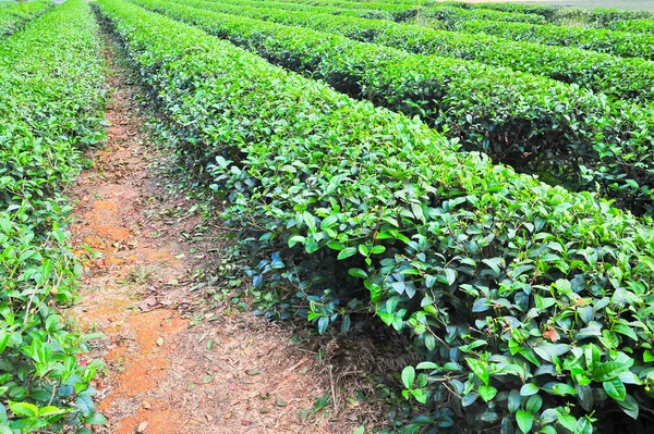 Teeplantage im Norden Thailands — Stockfoto