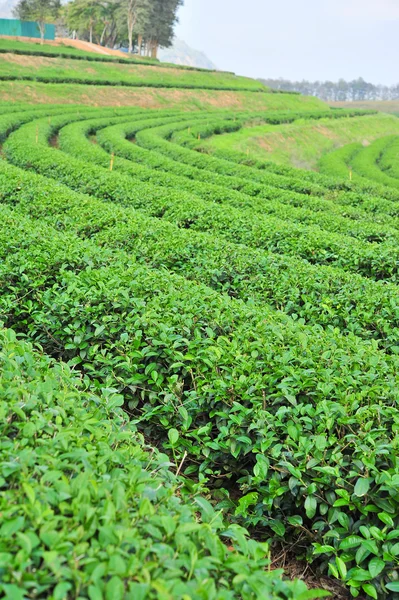 Landskap av grönt te fältet i norra thailand. — Stockfoto