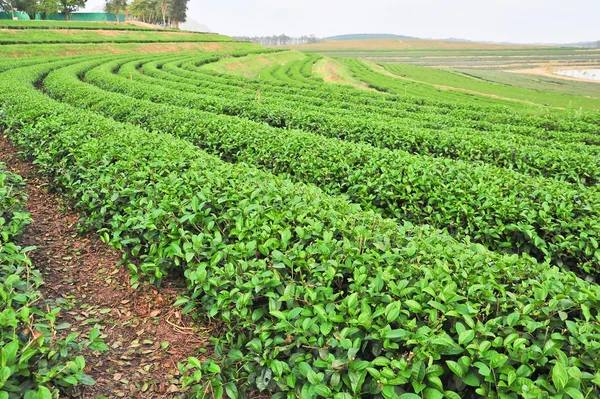 Landschaft des grünen Teefeldes im Norden Thailands. — Stockfoto