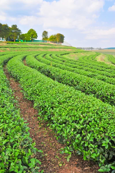 Teeplantage im Norden Thailands — Stockfoto