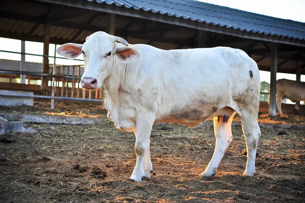 Tak raça vaca na Tailândia — Fotografia de Stock