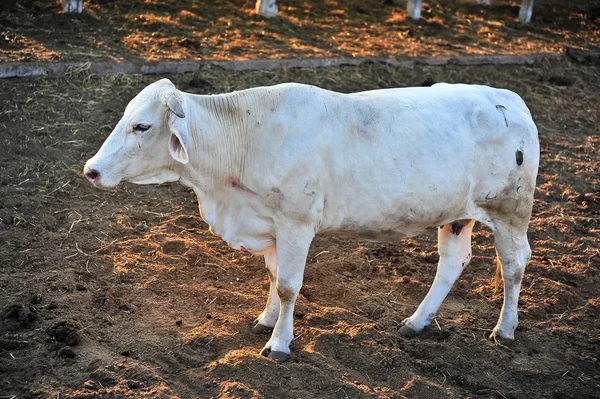 Tak razza bovina in Thailandia — Foto Stock