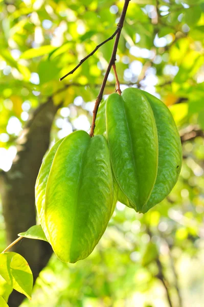 Star apple on tree — Stock Photo, Image