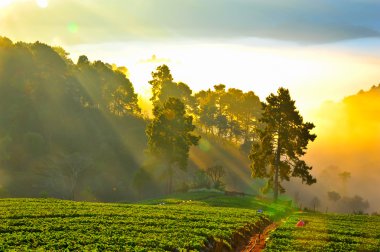 güzel manzara ve kış DOI adlı grupta taze çilek