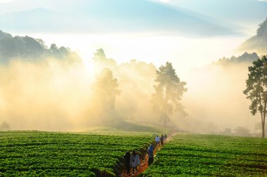 güzel manzara ve taze çilek çiftlik chi, kış