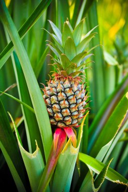 gruptaki bir bebek ananas