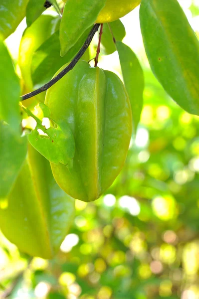 Star apple frukt på träd — Stockfoto