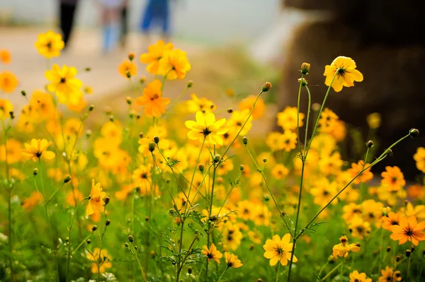 Flor del cosmos — Foto de Stock