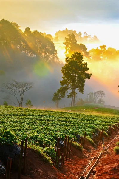 Morango Plantações em doi angkhang montanha, chiangmai: tha — Fotografia de Stock