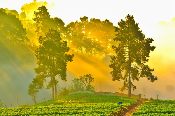 Jordgubbe plantager på doi angkhang berg, chiangmai: tha — Stockfoto