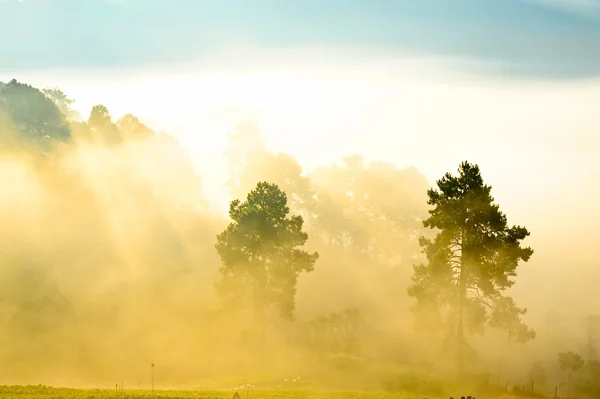 sabah buğu DOI angkhang Dağı, chiang mai, Tayland. 