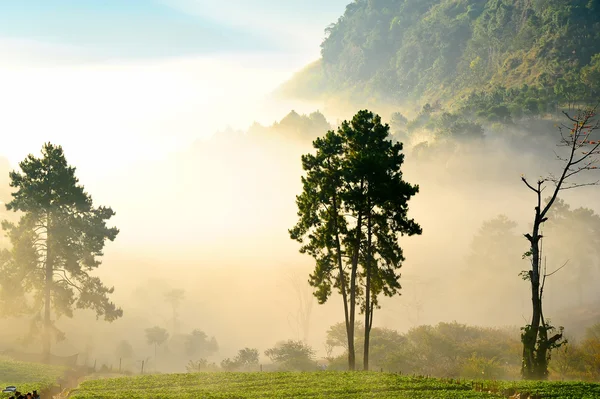 Nebbia mattutina sulla montagna doi angkhang, Chiang Mai, Thailandia . — Foto Stock