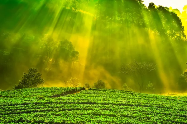 sabah güneş ışınları DOI angkhang dağa, chiangmai: Tayland