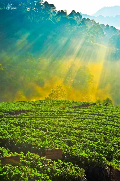 Rayons de soleil matinaux à la montagne doi angkhang, chiangmai : thailand — Photo