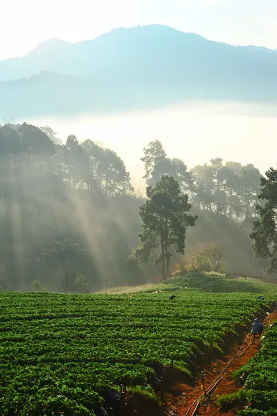 Mistige ochtend in aardbei boerderij op doi angkhang, chiangmai: th — Stockfoto