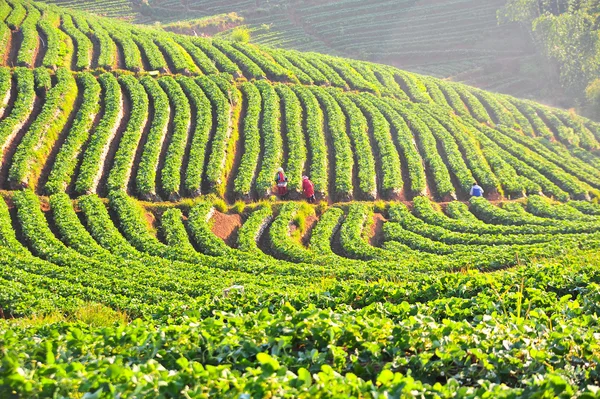 Erdbeerfarm auf doi angkhang mountain, chiang mai, thailand — Stockfoto