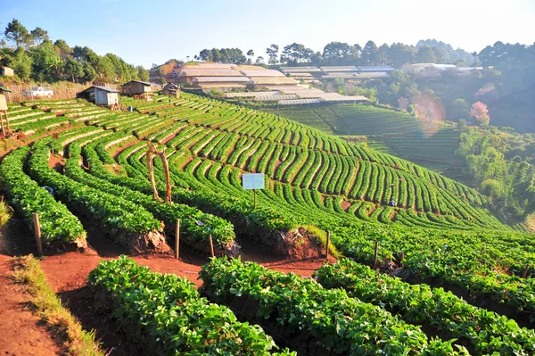 Plantação de morango em doi angkhang, chiangmai: tailândia — Fotografia de Stock