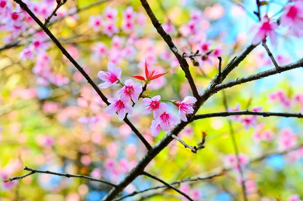 ドイ ・ アンカン山で冬に咲く桜のピンク タイ ch — ストック写真