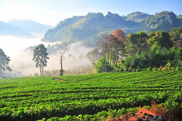 The sea of fog with strawberry as foreground. This place is in d — Stock Photo, Image