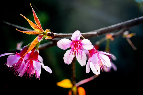 Thai sakura blooming in winter, North of Thailand — Stock Photo, Image