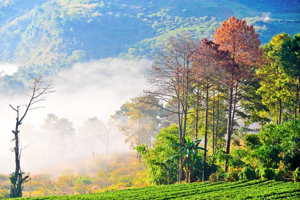 Strawberry plantation at doi angkhang mountain, chiangmai : thai — Stock Photo, Image