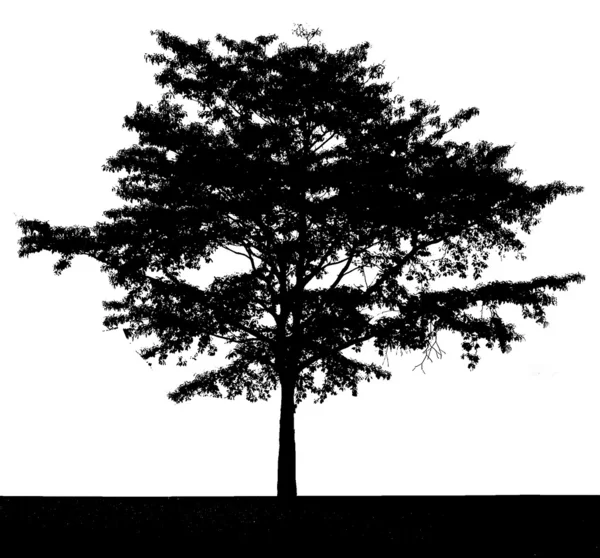 Black silhouette of a tree set, on a white background — Stock Photo, Image