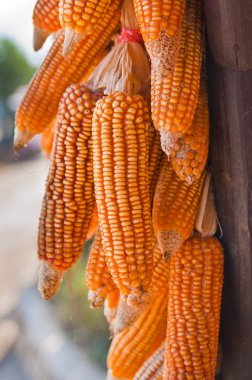 kuruması için asılı altın mısır koçanı 