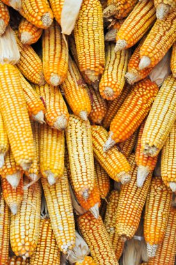 kuruması için asılı altın mısır koçanı