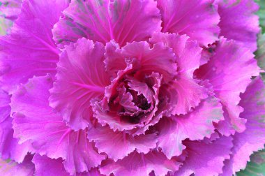 çiçeği çok renkli dekoratif lahana 