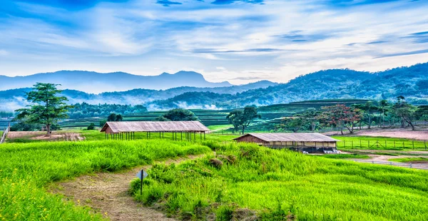 Krajina čajové plantáže na kopci s chatou — Stock fotografie