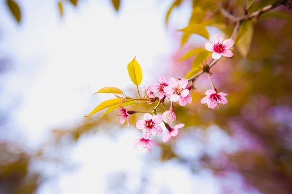 Sakura kwiat kwitnący kwitnąć w pangkhon góry chiang rai, — Zdjęcie stockowe