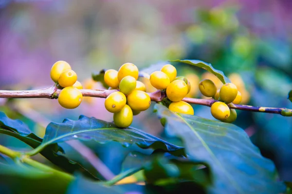 Chicchi di caffè che maturano su un albero nel nord della Thailandia — Foto Stock