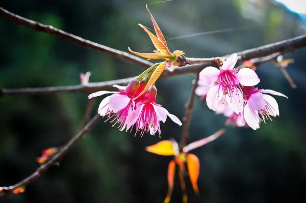 Thai rosa sakura fioritura in inverno a doi angkhang montagna, Ch — Foto Stock