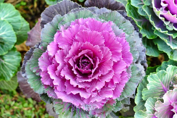 Multicolor decorative cabbage in blossom — Stock Photo, Image