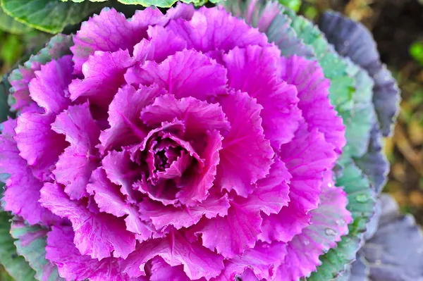 Buntes Zierkohl in Blüte — Stockfoto