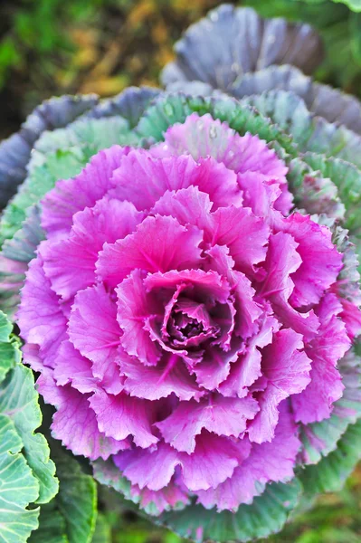 Repolho decorativo multicolorido em flor — Fotografia de Stock