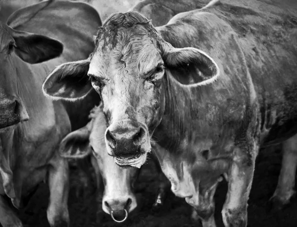 Black and white picture add grain of Thailand cattle - Tak breed — Stock Photo, Image