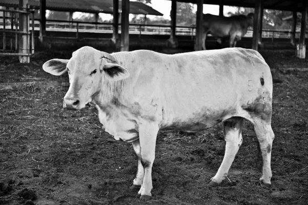 Siyah beyaz resim ekleme tahıl Tayland sığır - tak doğurmak — Stok fotoğraf