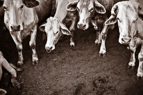 Imagem sépia adicionar grãos de gado Tailândia - Vacas da raça Tak — Fotografia de Stock