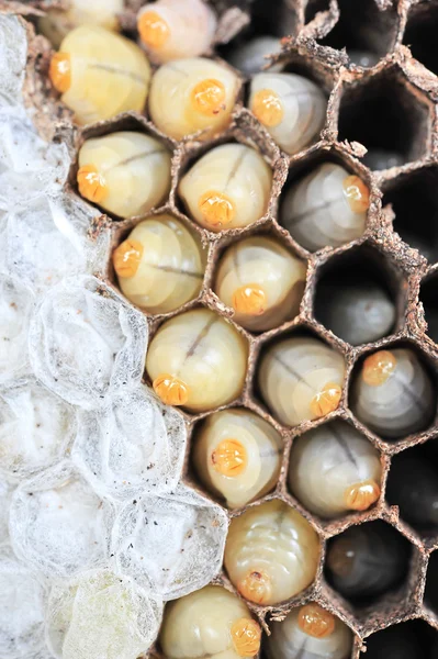 Wasps nest — Stock Photo, Image