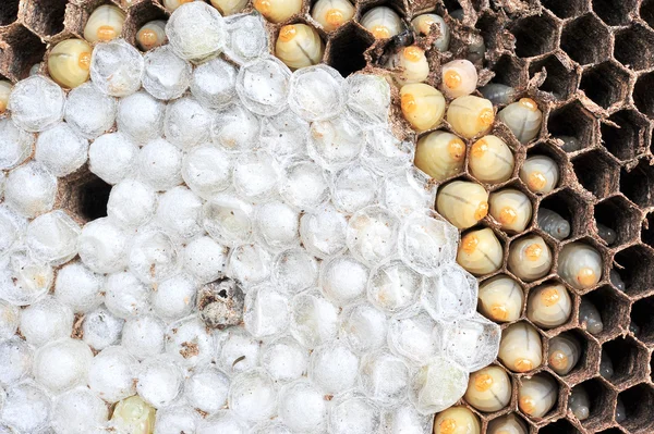 Wasps nest — Stock Photo, Image