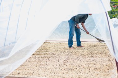 temiz oda içindeki kahve çekirdeği kurutma işlemi
