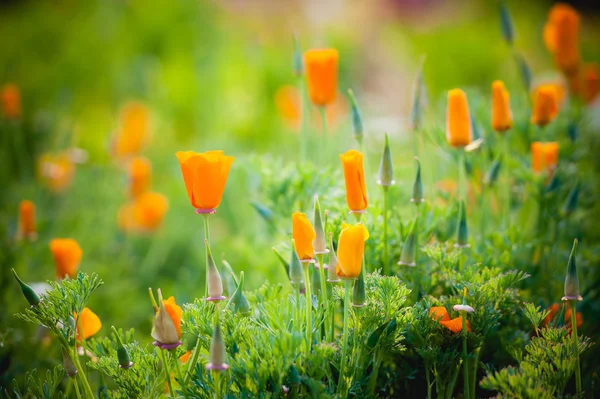 Bahçe angkhang Dağı, chiang ma güzel sarı çiçek