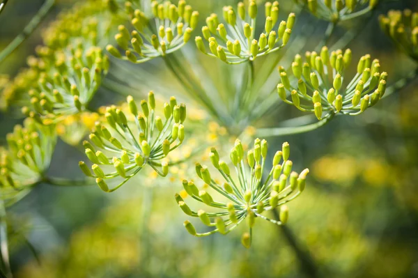 Close up fennel in garden at Doi angkhang mountain chiang mai th — Stock Photo, Image